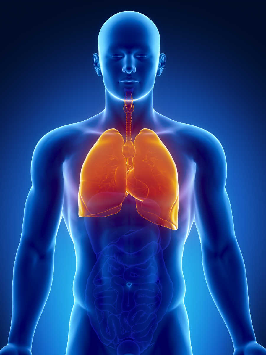 Male-anatomy-showing-the-lungs-in-x-ray-view.jpg